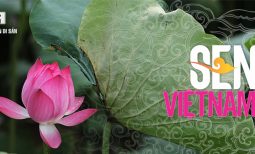 Hình tượng hoa Sen trong văn hóa Việt Nam